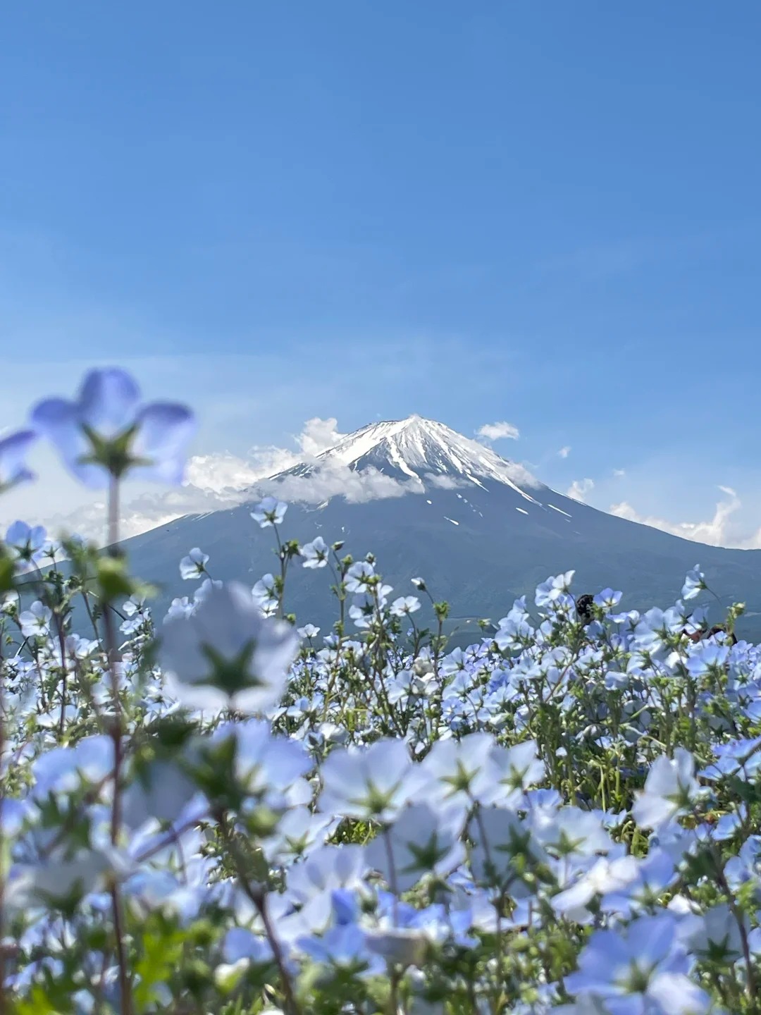 Tokyo - Phú Sĩ - Nagoya - Kyoto - Osaka